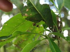 Callibia diana