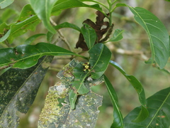 Callibia diana