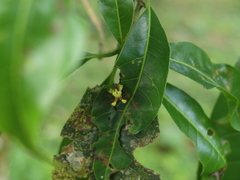 Callibia diana