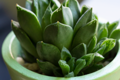 Haworthia cymbiformis