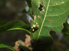 Callibia diana