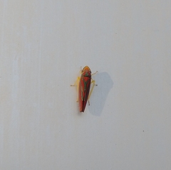 Graphocephala coccinea