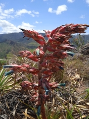Puya parviflora