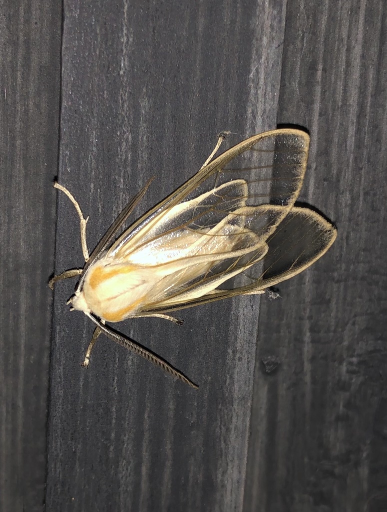Amastus hyalina