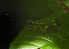 Traulia azureipennis