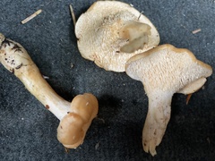 Hydnum oregonense