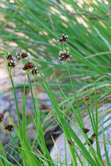 Juncus saximontanus