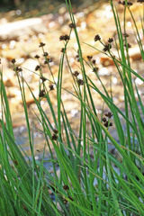 Juncus saximontanus