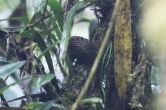 Thripadectes flammulatus