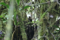 Thripadectes flammulatus