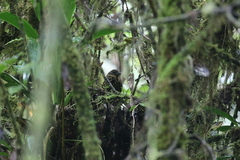 Thripadectes flammulatus