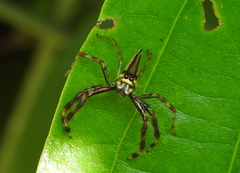 Telamonia