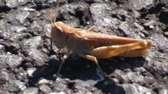Chorthippus vagans