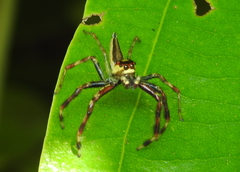 Telamonia