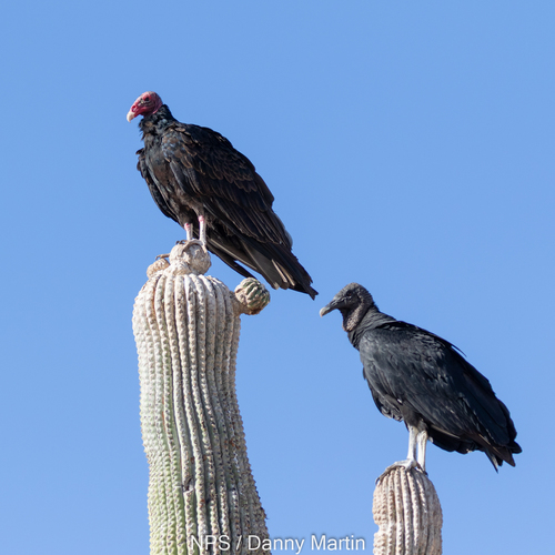 Black Vulture, photo 5 of 10