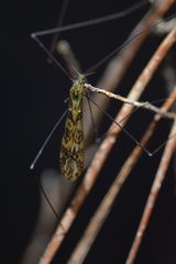 Discobola tessellata