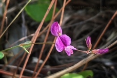 Lespedeza texana