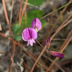 Lespedeza texana