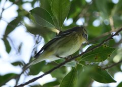 Setophaga fusca