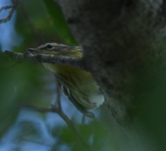 Setophaga fusca
