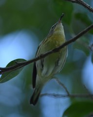 Setophaga fusca