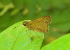 Polytremis lubricans