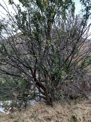 Prunus fremontii