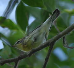Setophaga fusca
