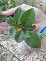 Prunus fremontii