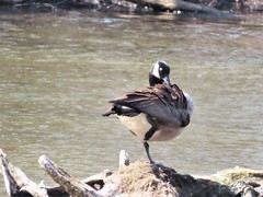 Branta canadensis