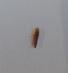 Graphocephala coccinea