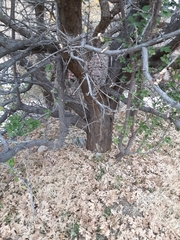 Prunus fremontii