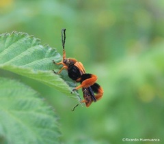 Callisphyris macropus
