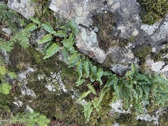 Polypodium amorphum