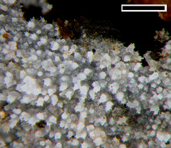 Scopuloides hydnoides