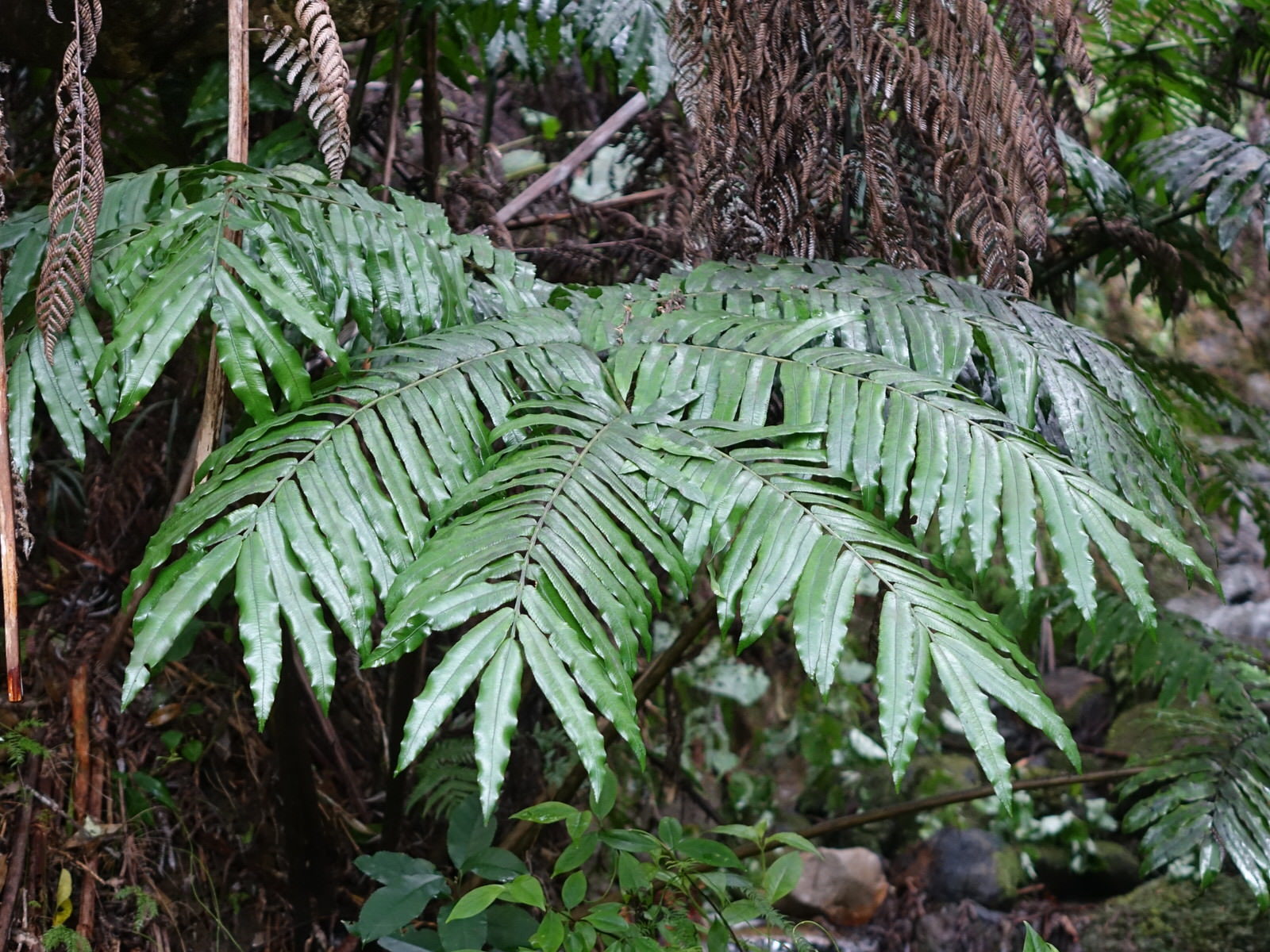 Ptisana salicina
