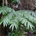 King Fern - Photo (c) Jacqui Geux, some rights reserved (CC BY), uploaded by Jacqui Geux