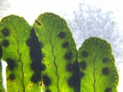 Polypodium amorphum