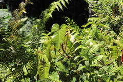 Philodendron erubescens