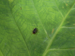Paratriarius