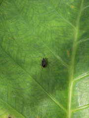 Paratriarius