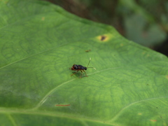 Paratriarius