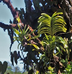 Vanda