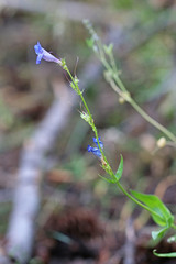Penstemon longiflorus