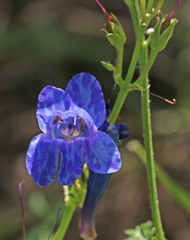 Penstemon longiflorus