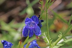 Penstemon longiflorus