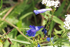 Penstemon longiflorus