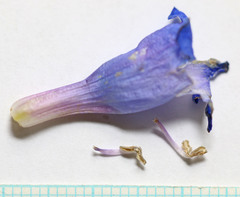 Penstemon longiflorus