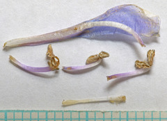 Penstemon longiflorus