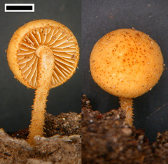 Phaeomarasmius ciliatus